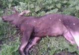 Убитую лосиху и умерших от голода лосят обнаружили в Вологодской области: Браконьер в розыске
