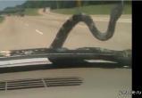 Панику у череповчанки вызвала змея на капоте авто