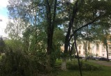 Сильный ветер повалил в Кировском сквере дерево, повреждены фонари