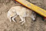 Новый способ мучительной смерти для собак приготовили догхантеры в России (ФОТО)