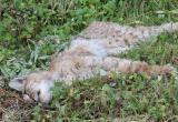 Умирающую рысь спасти не удалось: животное погубили паразиты (ФОТО) 