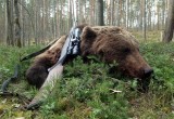 Губернатор разрешил вологодским охотникам добыть более 1000 бурых медведей за сезон 