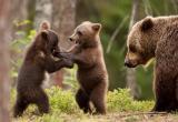 Спасателям пришлось отпугивать медведицу с медвежатами: медведица могла напасть на череповчанку