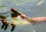 В Вологодском районе в пруду утонул мужчина