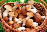 Роспотребнадзор дал советы, как собирать и готовить грибы, чтобы не отравиться