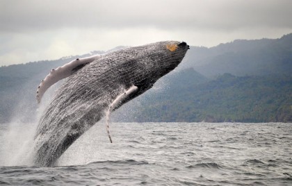 Зачем горбатые киты выпрыгивают из воды?