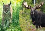В Вологодской области утверждены лимиты добычи рыси и лося