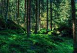В августе жителям некоторых районов Вологодской области может быть запрещен доступ в лес