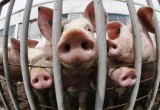 Африканская чума свиней и птичий грипп все ближе к Вологодской области