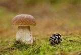 Вологодская область не попала в список самых грибных регионов России