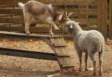 Минсельхоз выпустил ветеринарное пособие для фермеров и владельцев хозяйств, где есть козы и овцы