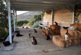 Открыта вакансия кошачьего смотрителя на греческом острове, где живут 55 кошек