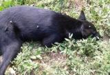 Мертвая собака в Вологде: опять обвинили "догхантеров", которых никто не видел 