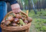 Трое грибников пропали в Вологодском лесу: поиски ведутся второй день