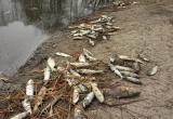 Жители Вологодской области стали свидетелями массового замора рыбы на реке Матинге