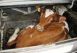 В поисках закуски: Приятели-собутыльники украли теленка с вологодской фермы, чтобы закусить им