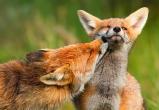 Пушистые красавицы лисички больше не принесут в Вологодскую область бешенство и смерть 