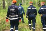 В Вологодских лесах нашлись два пропавших грибника