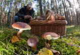 Еще одного заблудившегося грибника вывели из Вологодского леса спасатели
