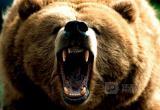 Раненый медведь порвал вологодского охотника: Зверь не пойман и находится лесу рядом с Вологдой