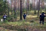 Грибник спал на дереве в Вологодской области 