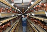 Шекснинскую птицефабрику попытаются возродить: долги по зарплате выплатят, производство начнется в ближайшие дни 