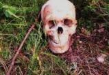 ВНИМАНИЕ! Устанавливается личность погибшего человека, скелет которого обнаружен в Шекснинском районе