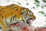 На тебе, боже, что нам негоже: Тигрица – людоед будет жить в зоопарке Великого Устюга