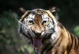 СМИ опровергают информацию о тигрице - людоеде: Устюжанам придется проверить это самостоятельно 