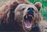 Медведь напал на неумелого охотника и порвал его: Раненый зверь до сих пор гуляет по Грязовецким лесам 