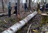 СК проверит факт гибели рабочего под упавшим стволом дерева в Вологодской области