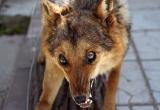 Жителям микрорайонов Вологды угрожают стаи бездомных собак