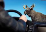Вологодских водителей предупредили о диких зверях на дорогах