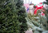 Купить настоящую елку в Вологде можно будет с 21 декабря
