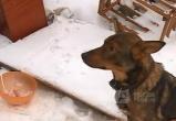 Вологжане переживают за бродячих собак, но не волнуются о пострадавших от их нападений людях (ВИДЕО) 