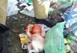 Труп новорожденной девочки нашли на сортировочном полигоне в Вологде 