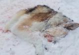 Волки продолжают охоту за собаками в Вологодской области: жертв все больше (ФОТО) 