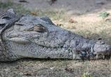 На похороны доброго крокодила пришли 500 человек: Гангарама индийцы любили больше, чем русские крокодила Гену 