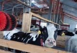 Молочная ферма с роботами открылась в Вологодском районе