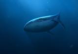 Событие дня: 19 февраля - Всемирный день защиты морских млекопитающих