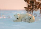 Событие дня: 27 февраля – Международный день полярного медведя