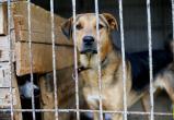 Зоозащитники из «Велеса» будут отлавливать бездомных животных в Вологодском районе