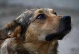 Зоозащитники из «Велеса» отказались от отлова собак в Вологде и окрестностях