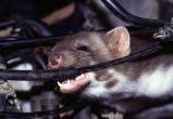 Шок! В Зашекснинском районе Череповца крысы едят автомобили