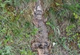 Жители российской деревни нашли в лесу крокодила. Мертвого...