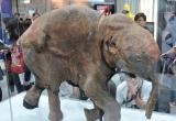 Сибирскую язву и болезни мамонтов — вот что может принести человеку таяние вечной мерзлоты