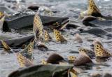 В период нереста на реках и озерах Вологодчины рыбачить запретили