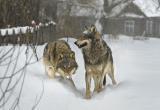 Идет охота: за каждого убитого в вологодских лесах волка охотники получат от 3 тысяч рублей