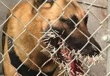 Полицейский пес гнался за преступником. Но встретил дикобраза, получив 200 игл в морду