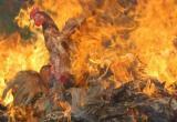 В дачном поселке под Вологдой принудительно «зажарились» на пожаре восемь кур